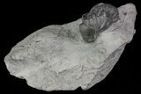 Wide, Enrolled Eldredgeops Trilobite - New York #70886-2